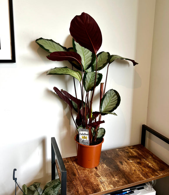70cm Calathea Argentea (Peacock Plant)