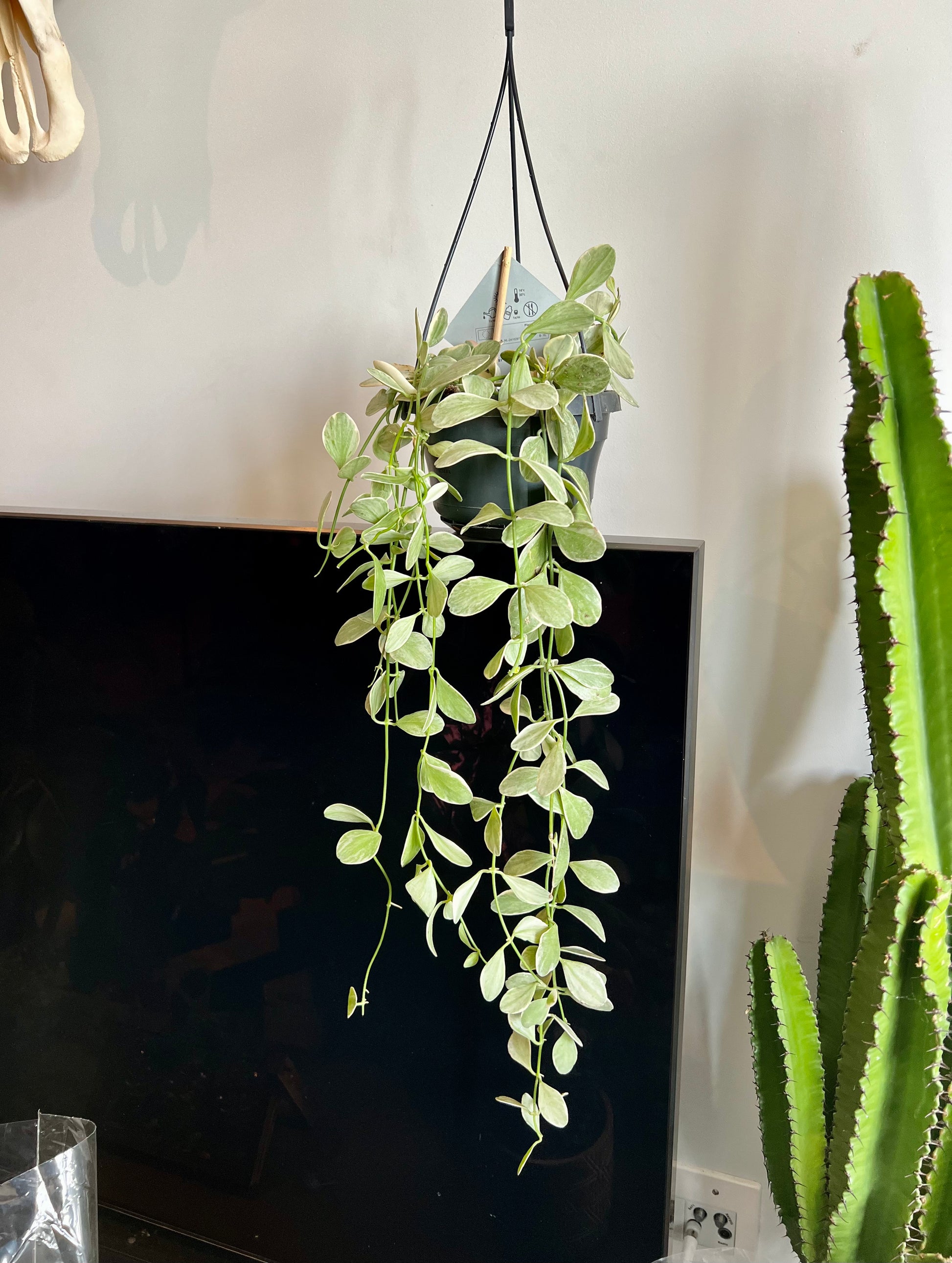 string of nickels hanging plant 60cm Variegated Hanging Dischidia (String of Nickels) – Bristol Plant Man