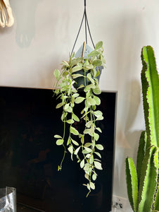 60cm Variegated Hanging Dischidia (String of Nickels)