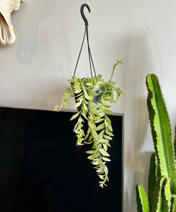 30cm Aeschynanthus Variegated