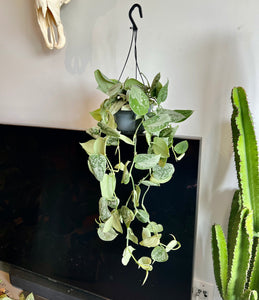 70cm Scindapsus Silver Ann (Satin Pothos)
