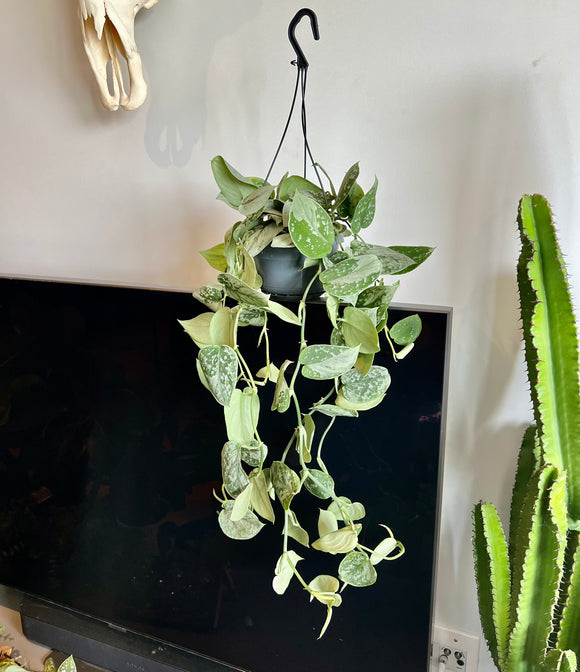 70cm Scindapsus Silver Ann (Satin Pothos)