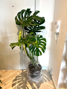 150cm Giant Monstera Deliciosa (Swiss Cheese Plant)