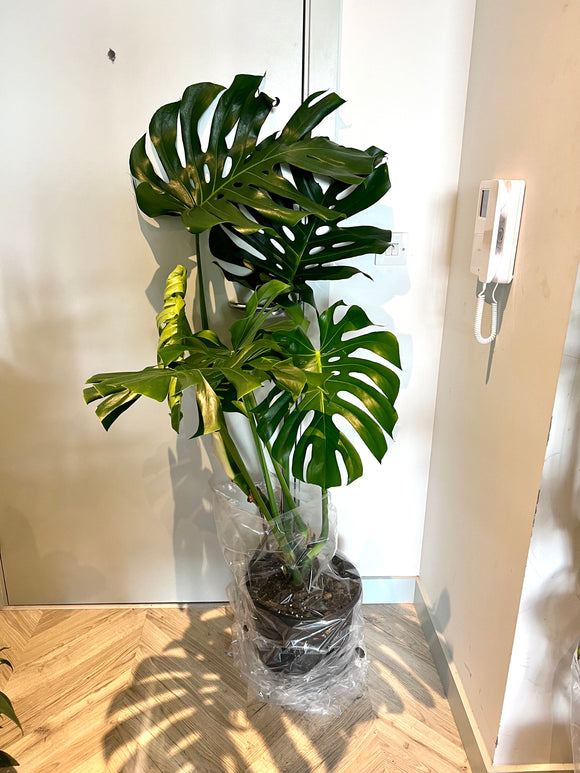 150cm Giant Monstera Deliciosa (Swiss Cheese Plant)