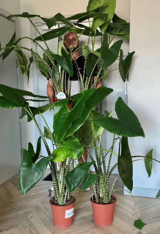 130cm Alocasia Zebrina