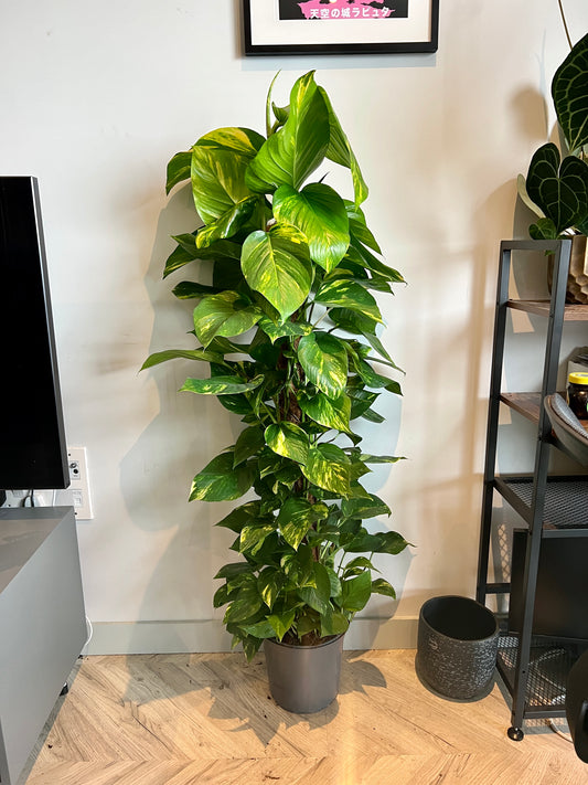 150cm Devils Ivy Hanging / Climbing Plant