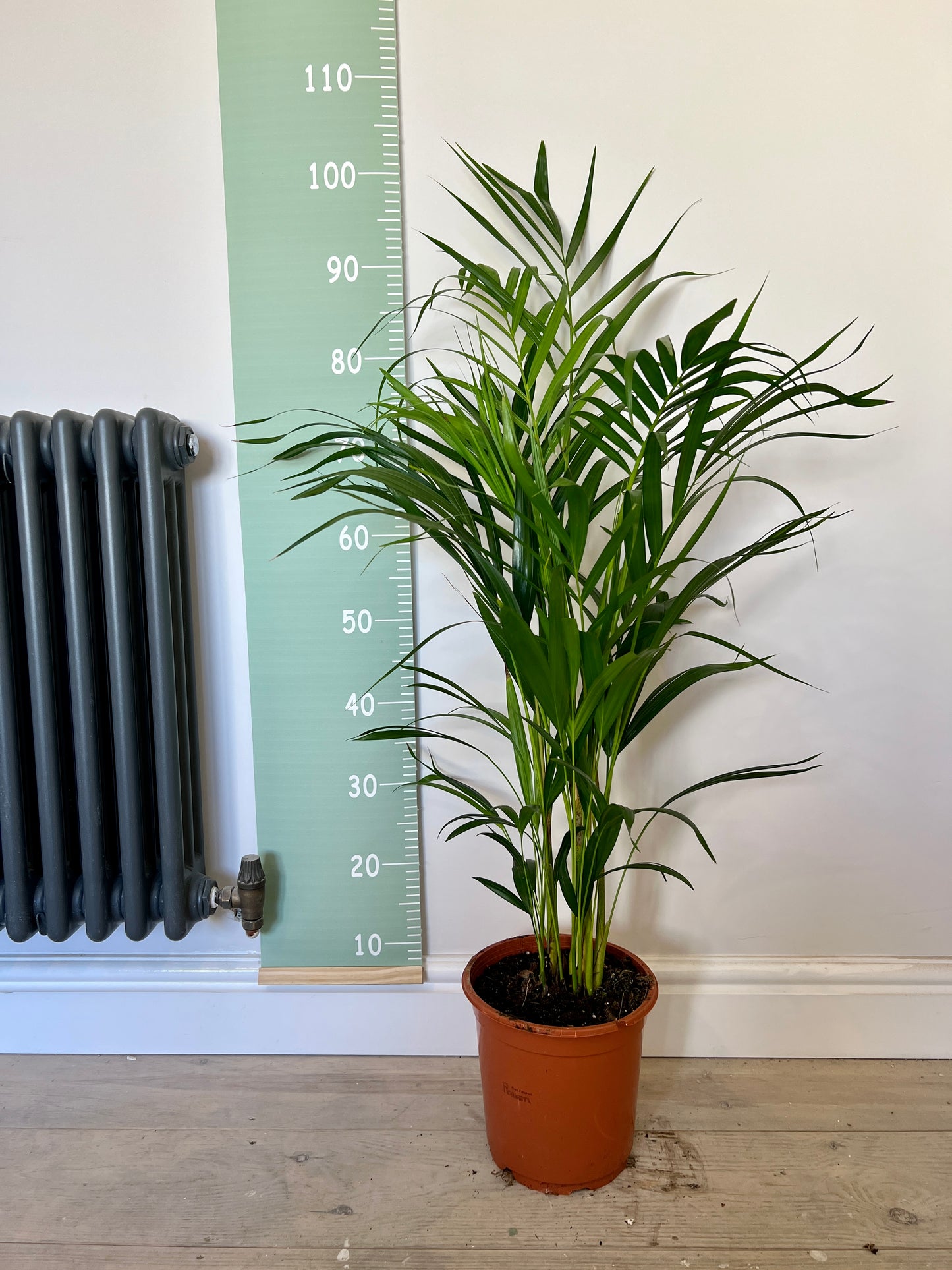 90cm Dypsis Lutescens (Areca Palm)