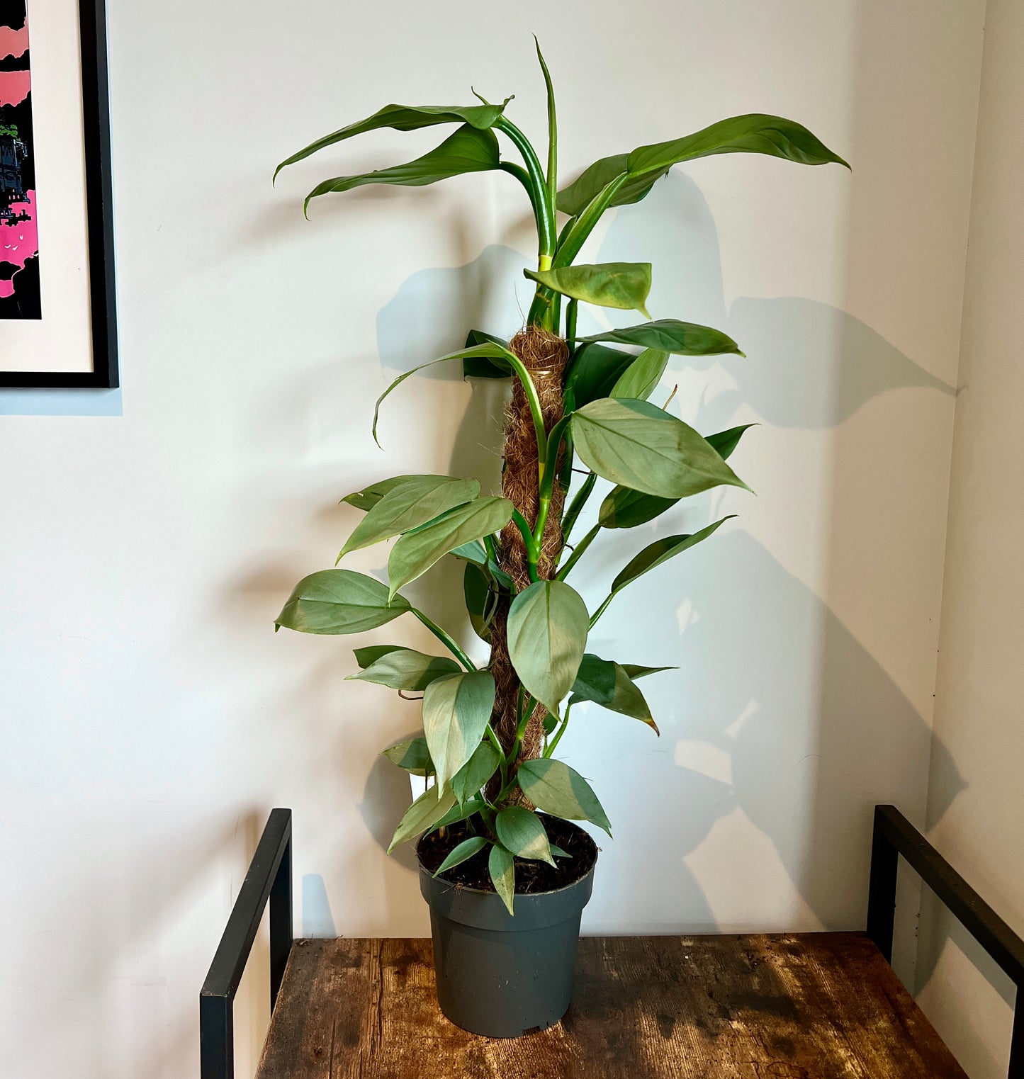 90cm Philodendron Silver Queen