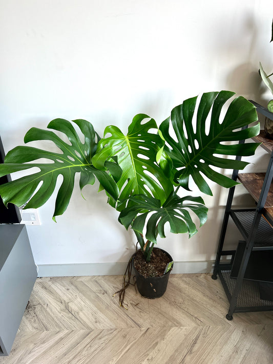 120cm Large Form Monstera Deliciosa (Swiss Cheese Plant)
