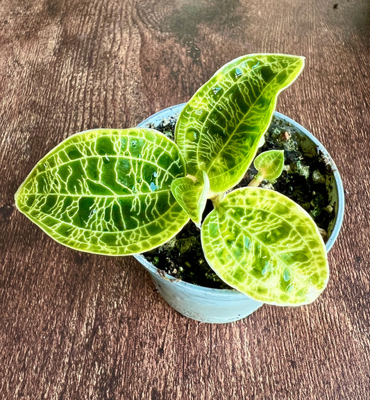 10cm Macodes Petipa (Jewel Orchid)