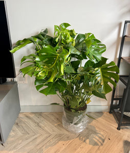 120cm Established Swiss Cheese (Monstera Deliciosa)
