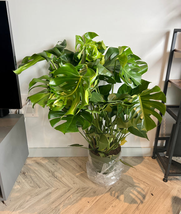 120cm Established Swiss Cheese (Monstera Deliciosa)