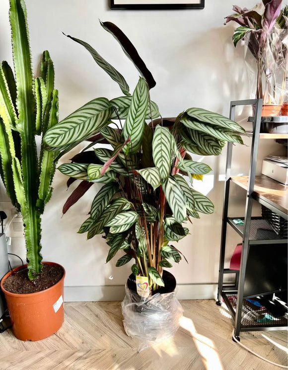 130cm Calathea Oppenheimiana