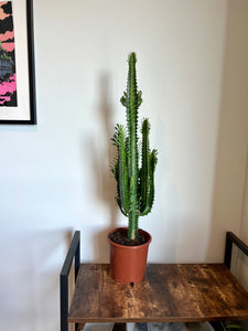 80cm Euphorbia Cactus