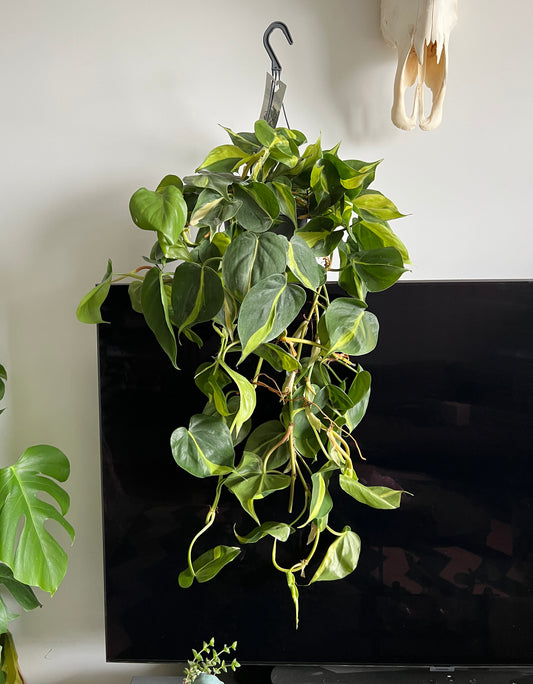 75cm hanging Philodendron Scandens Brasil (Devils Ivy)