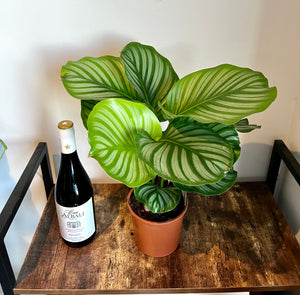 50cm Calathea Orbifolia