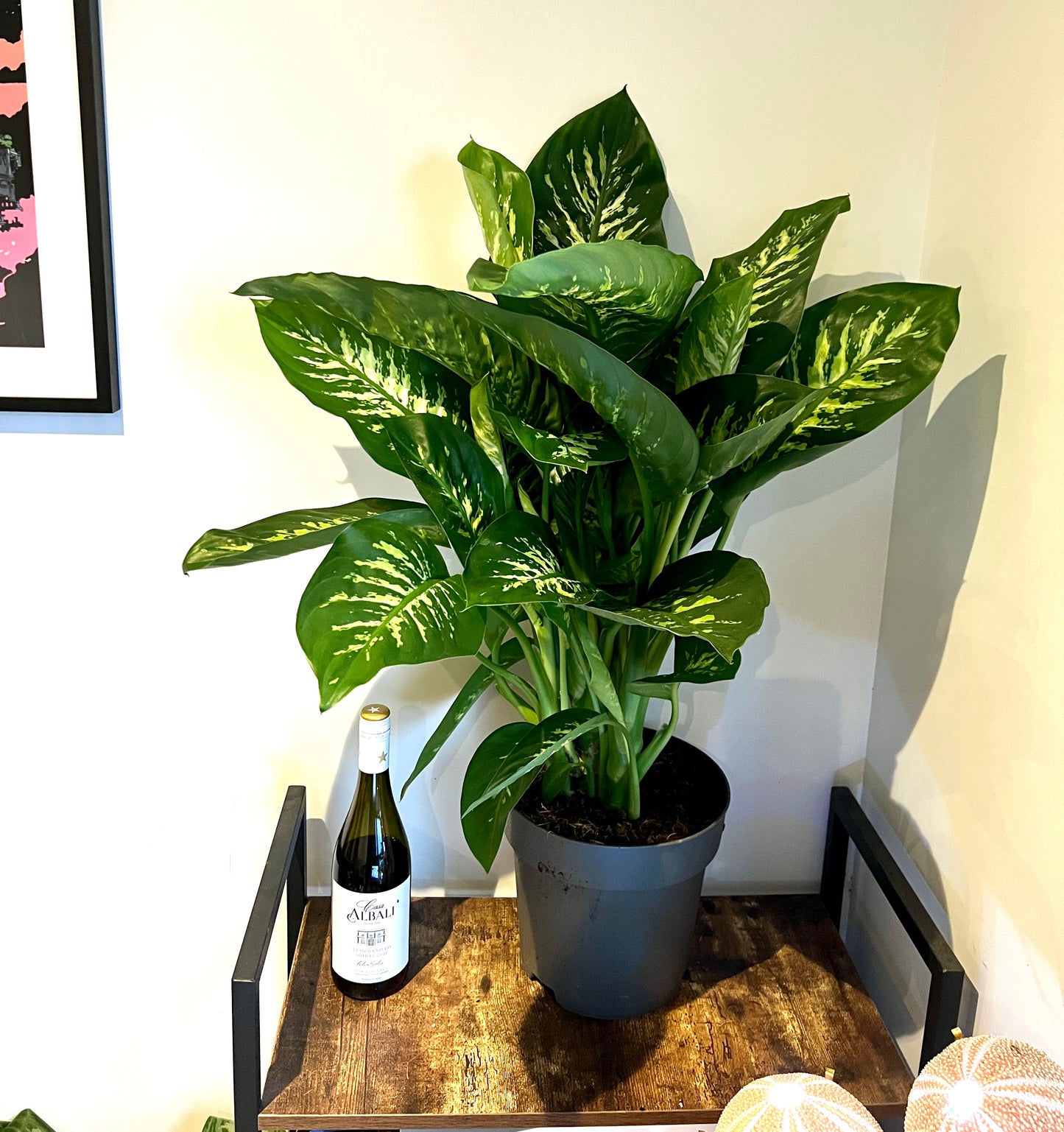 80cm Dieffenbachia Reeva (Dumb Cane)