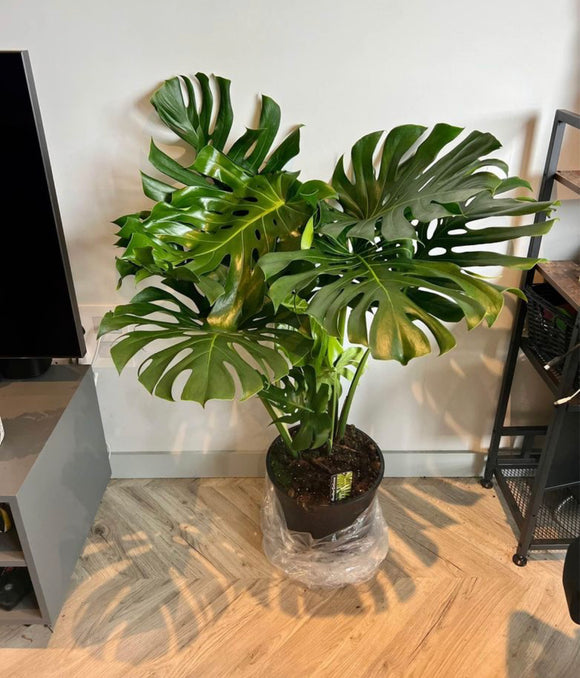 110cm Large Form Monstera Deliciosa (Swiss Cheese)