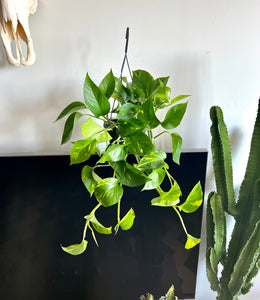 50cm Epipremnum Aureum (Devil’s Ivy)