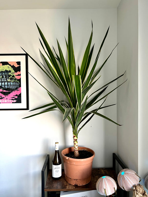130cm Yucca Puck