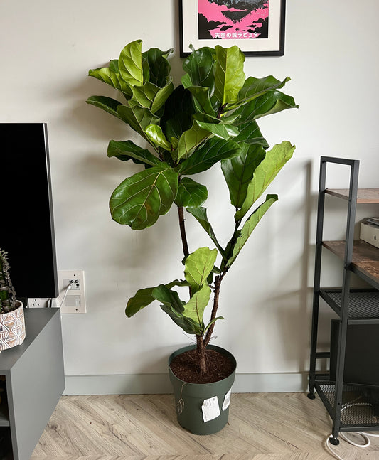150cm Ficus Lyrata (Fiddle Leaf Fig)