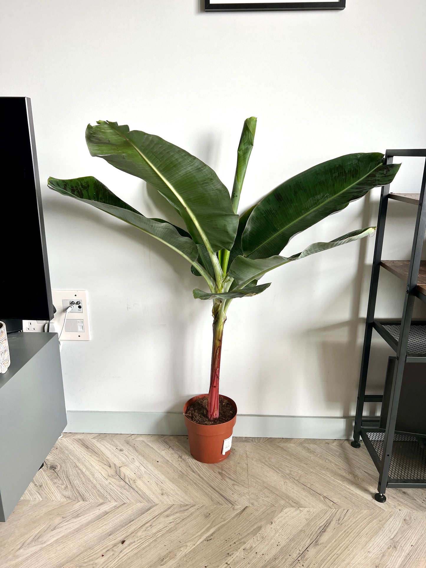 130cm Musa Dwarf Cavendish Banana