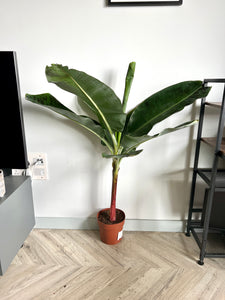 130cm Musa Dwarf Cavendish Banana