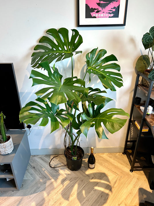 140cm Monstera Deliciosa Large Form (Swiss cheese Plant)