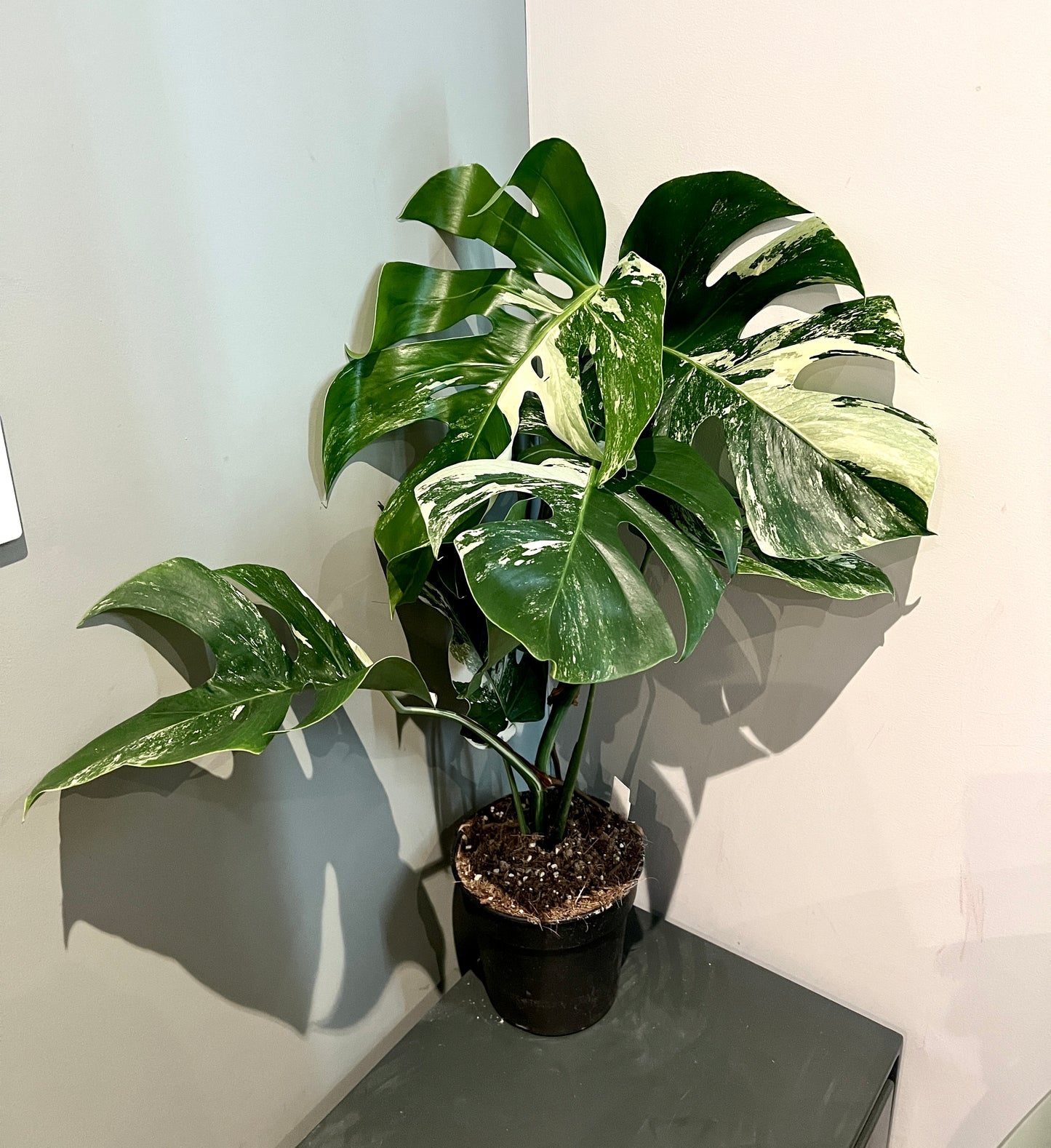 80cm Variegated Monstera Deliciosa (Swiss Cheese Plant)