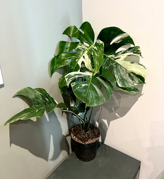 80cm Variegated Monstera Deliciosa (Swiss Cheese Plant)