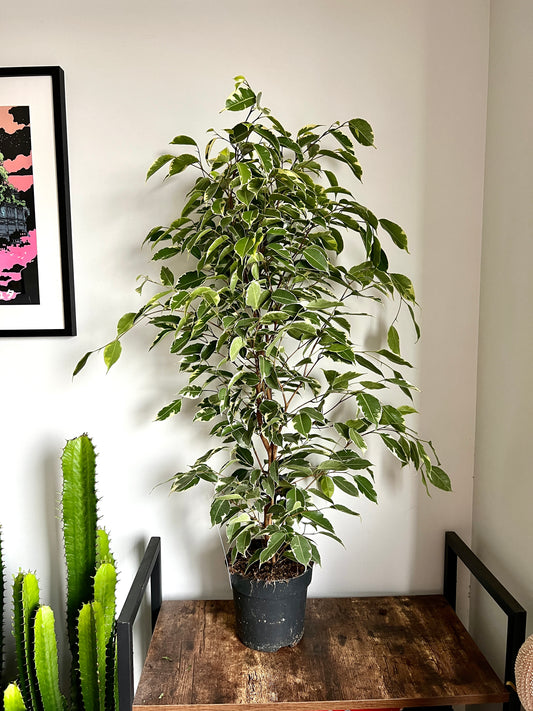 100cm Ficus Golden King