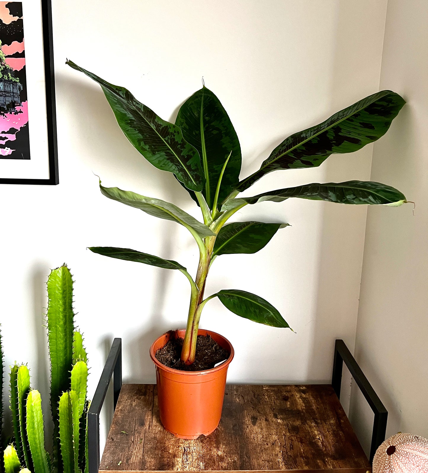 110cm Musa Dwarf Cavendish (Banana Plant)