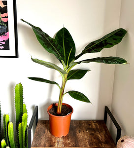 100cm Musa Dwarf Cavendish (Banana Plant)
