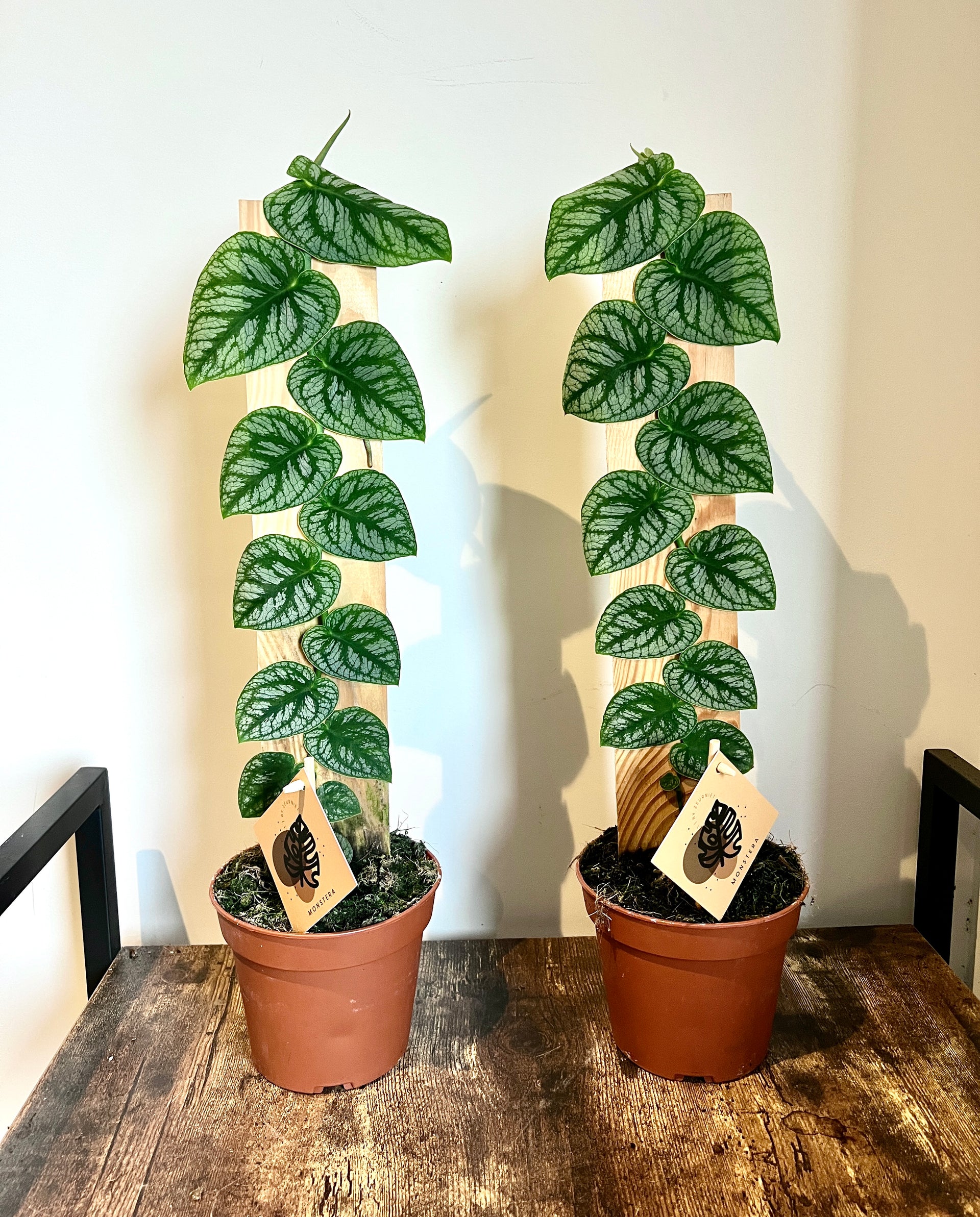 60cm Monstera Dubia – Bristol Plant Man