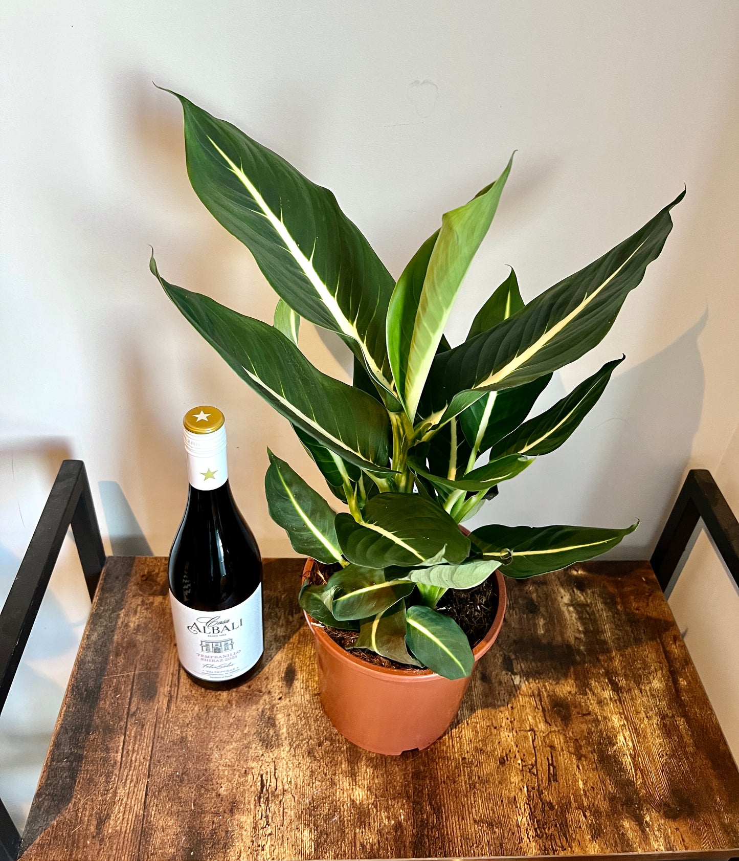 50cm Dieffenbachia Green Magic (Dumb Cane)