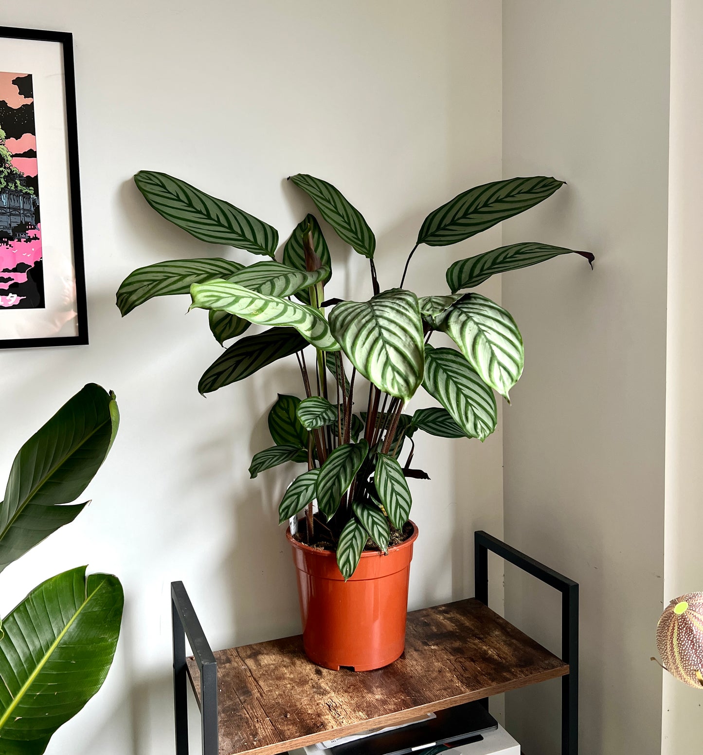 100cm Ctenanthe Oppenheimiana (Prayer Plant)