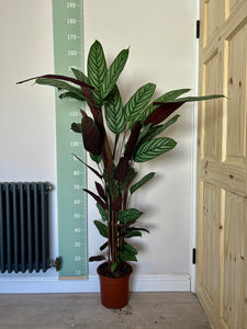 140cm Ctenanthe Oppenheimiana