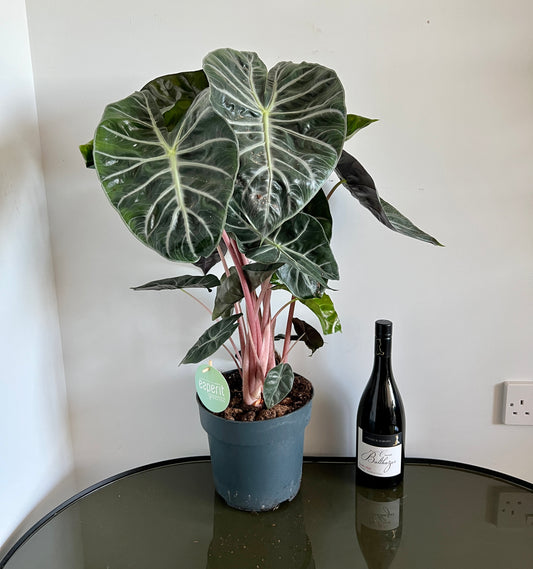 75cm Alocasia Nairobi Nights