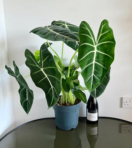 70cm Alocasia Frydek