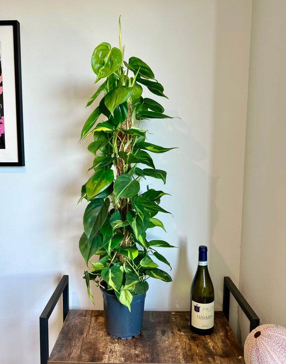 100cm Philodendron Scandens Brasil