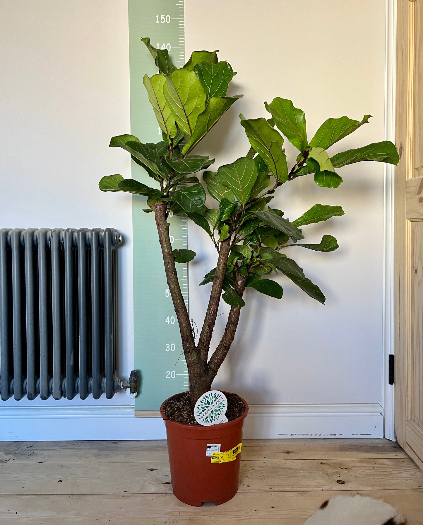 140cm Ficus Lyrata (Fiddle Leaf Fig) Tree