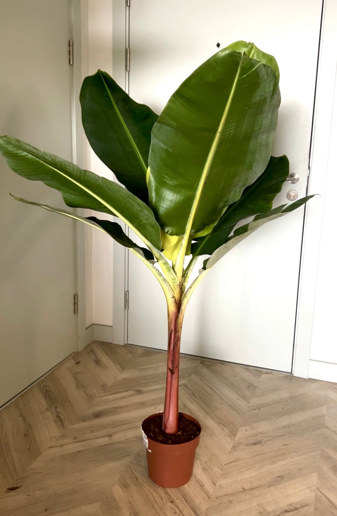 150cm Musa Dwarf Cavendish Banana