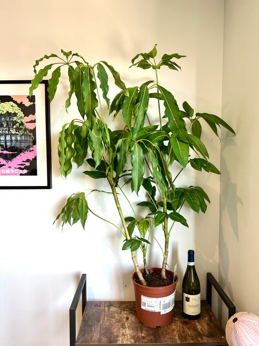 130cm Schefflera Actinophylla (Umbrella Tree)