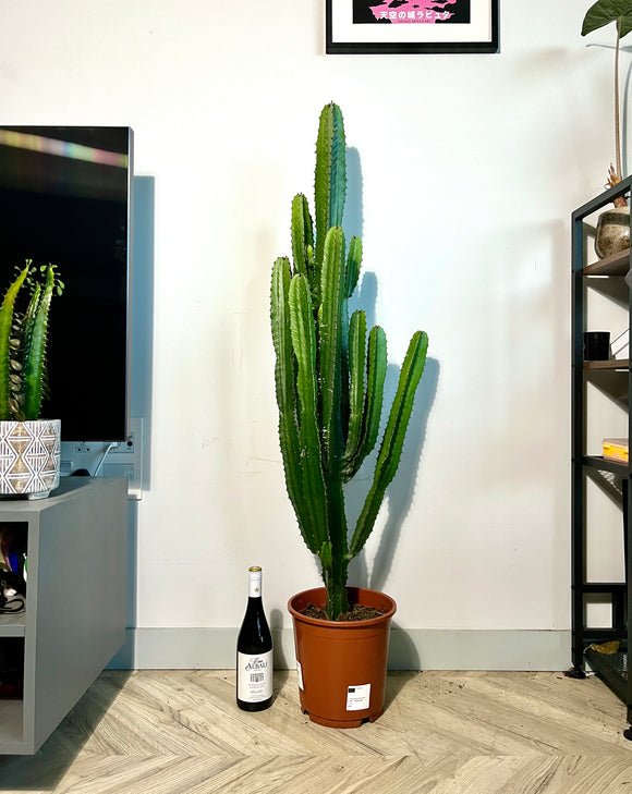 140cm Giant Euphorbia Acrurensis Cactus