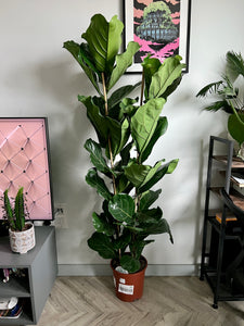 160cm Double Stemmed Ficus Lyrata (Fiddle Leaf Fig)