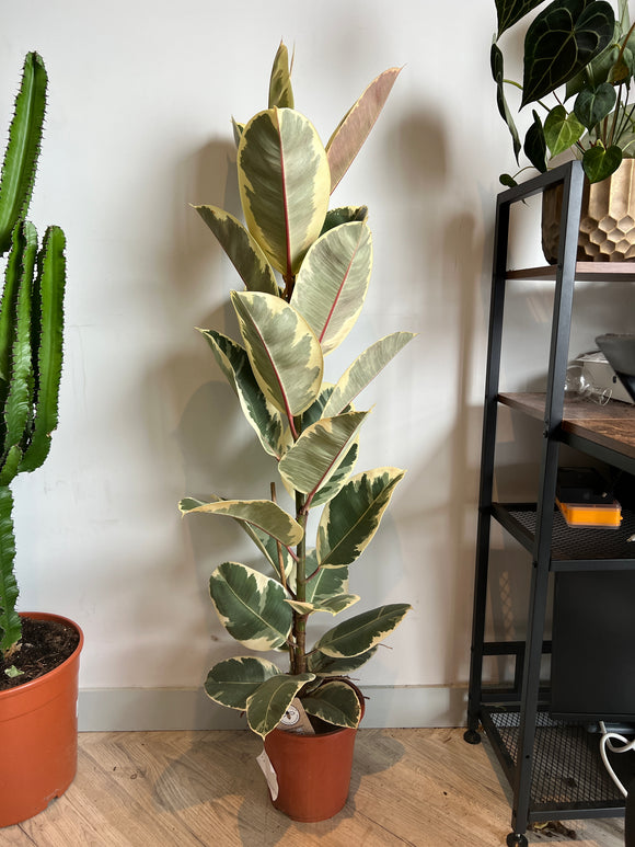 130cm Ficus Elastica (Rubber Tree)