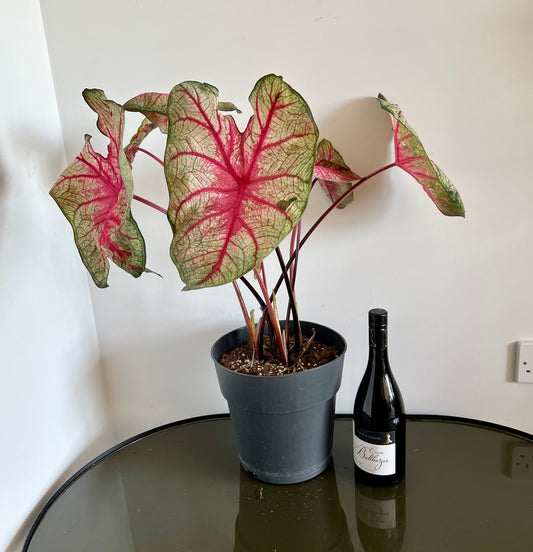 70cm Caladium