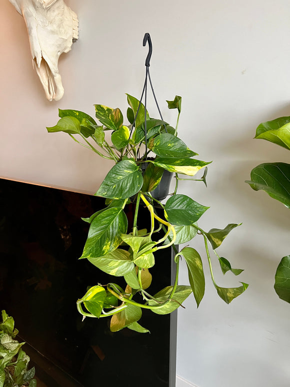 50cm Epipremnum Aureum (Devils Ivy)