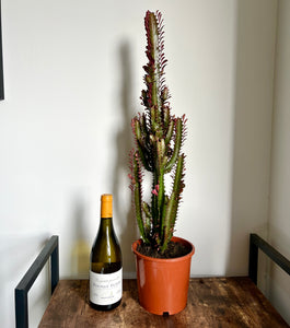80cm Euphorbia Cactus