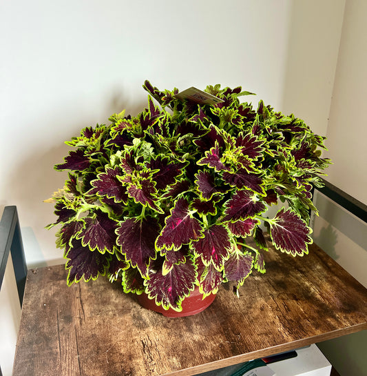 40cm Coleus “freaky leaves”